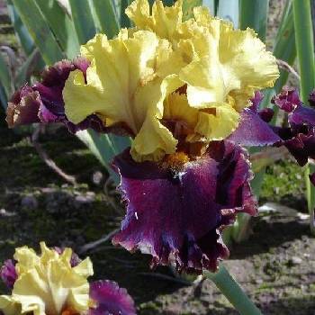 Ирис Iris Germanica ‘Bold Encounter’  